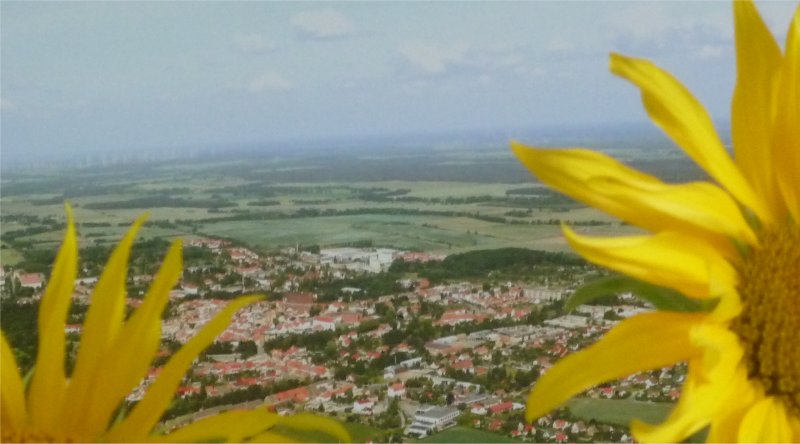 Sonnenblumen auf dem Balkon
